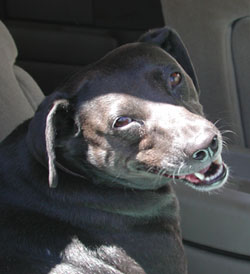 pepper