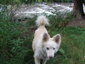 pepper